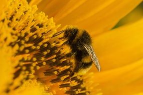 pollen of a sunflower close-up