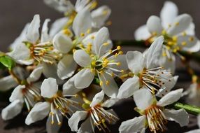 branch in white spring blossom close-up