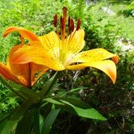 orange lily Flowers close-up on blurred background