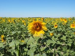 awesome Sunflower