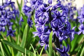 purple hyacinths in the garden