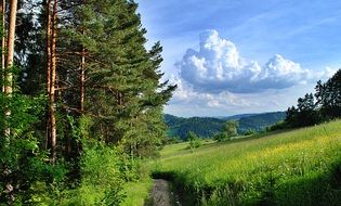 scenic summer Landscape of walk path at pine Forest