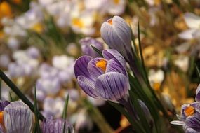 closeup view of white crocus flower with purple stripes