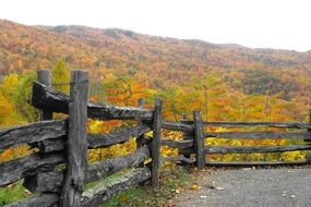 behind a wooden fence yellow trees