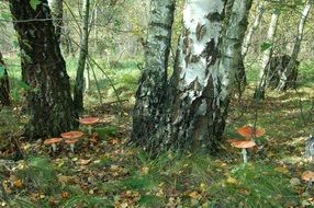 Mushrooms Amanita