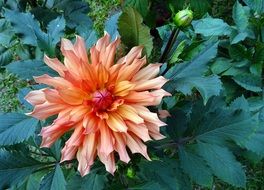 orange dahlia in the garden