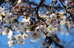 romantic cherry blossoms