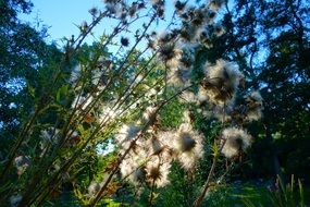 thistle with dry seeds against the background of the bright sun