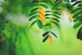 green leaves of mountain ash in the sun on blurred background