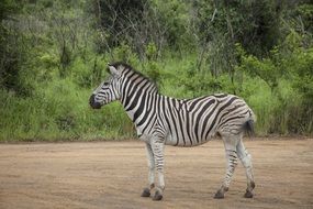 Wild zebra in summer Africa