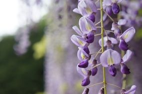 Beautiful blooming wisteria flowers