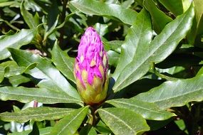 plant with a large oblong inflorescence close-up