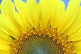 sunflower with yellow petals close-up