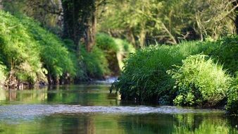 dense green thickets along the river