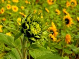 Sunflower bud close-up on blurred background
