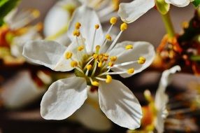 closeup of tree blossom in spring