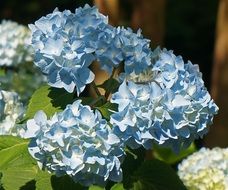 Hydrangea Trio Hydrangea Blossom