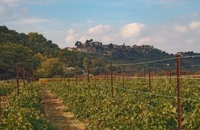 landscape of vineyard in summer