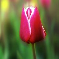 pink Tulip Flower close-up on blurred background