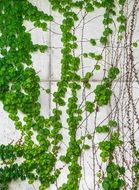 ivy leaves on the wall as decoration