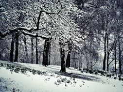 landscape of winter magic in the park