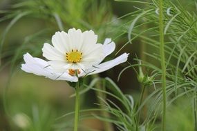 Cosmos White Petals