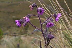 Wild purple flowers on a field