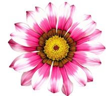 drawing of perfectly charming Garden Plant