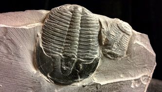 trilobites in the stone