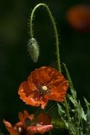 orange poppy