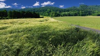 wheat Field in the summer sun