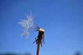 few remaining dandelion seeds