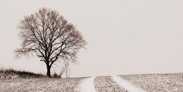 bare Tree on Field at road, winter landscape