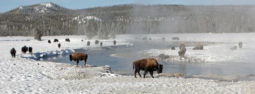 magnificent Bisons