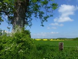 distant view of a rapeseed field in the Mecklenburg region