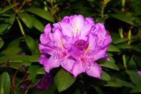 pale purple lush flowering of a green bush closeup