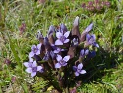 Iceland Gentian Flower