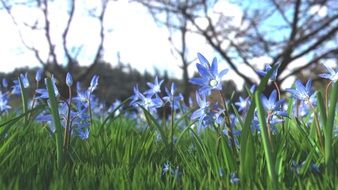 Beautiful, blooming blue buttercups among the green grass