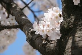 white cherry blossoms in april close up