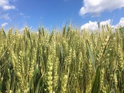 wonderful Cornfield Field