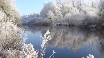 Harmony in a wintry forest