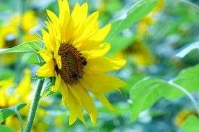 Sunflower blooms in field, side view