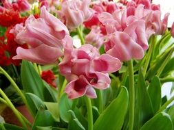 pink and red tulips in a greenhouse in a botanical garden