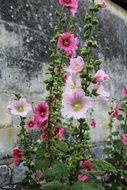Hollyhock or Alcea