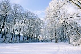 snowy trees in a winter sunny day