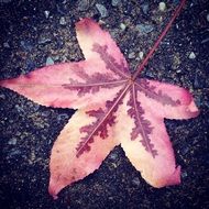 Fallen red maple Leaf on dark ground