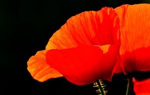 spring poppy in the sun light