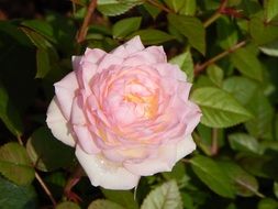 Pink rose in a garden in summer