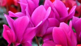 bright pink Cyclamen Spring Flowers