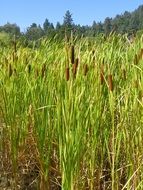 Cattail, Marsh Plant